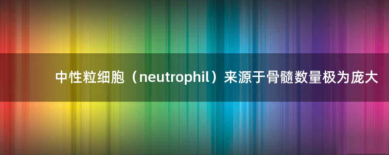 中性粒细胞（neutrophil）来源于骨髓 数量极为庞大