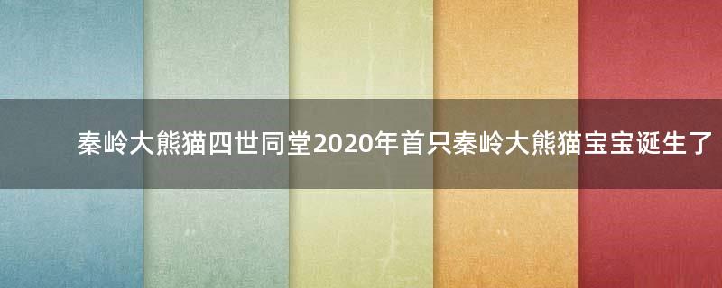 秦岭大熊猫四世同堂 2020年首只秦岭大熊猫宝宝诞生了